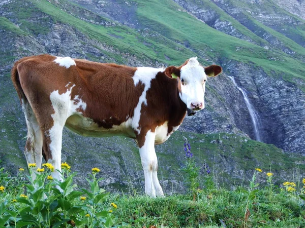 Vacas Nos Arredores Região Ostschweiz Cantão Gallen Suíça — Fotografia de Stock