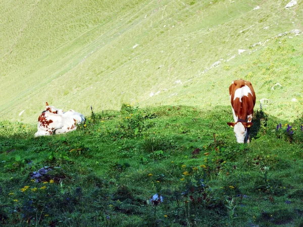 Cows Outskirts Ostschweiz Region Canton Gallen Switzerland — Stock Photo, Image