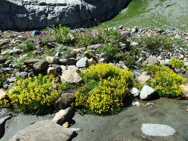 Flores Alpinas Longo Córrego Oberstafelbach Vale Ober Sand Cantão Glarus — Fotografia de Stock