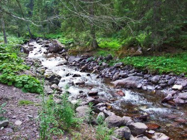Alp akışı Murgbach boyunca Murgtal Vadisi - Kanton St. Gallen, İsviçre