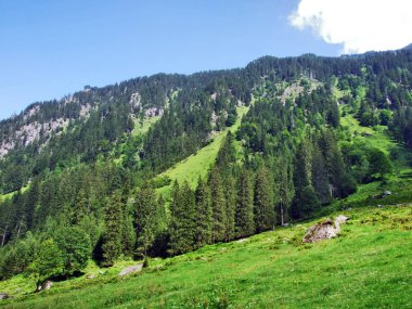 Murgtal Vadisi boyunca tayr akarsu - Canton St. Gallen, İsviçre