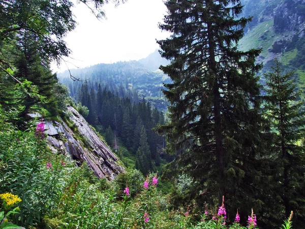 Murgtal Doliny Wzdłuż Murg Strumienia Kantonu Gallen Szwajcaria — Zdjęcie stockowe