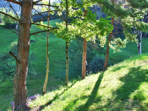 Pastviny Údolí Seez Řeky Nebo Seeztal Údolí Kantonu Gallen Švýcarsko — Stock fotografie