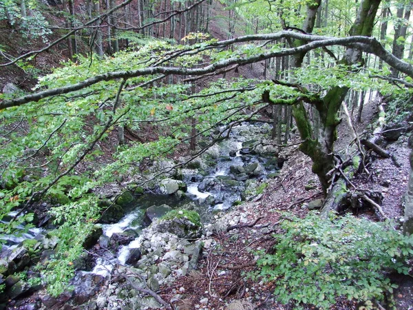 Alpine Stream Schwendebach Bergketen Alpstein Kanton Appenzell Innerrhoden Zwitserland — Stockfoto