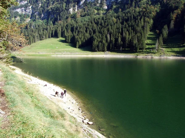 Danau Alpen Seealpsee Pegunungan Alpstein Kanton Appenzell Innerrhoden Swiss — Stok Foto