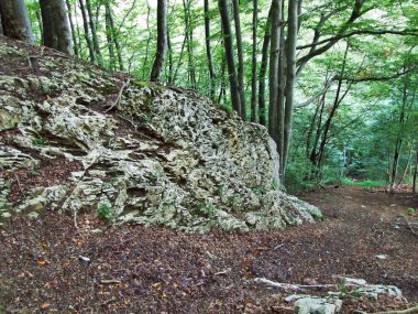 Taşlar ve kayalar Braunwald - Canton Glarus, İsviçre'nin orman alanında