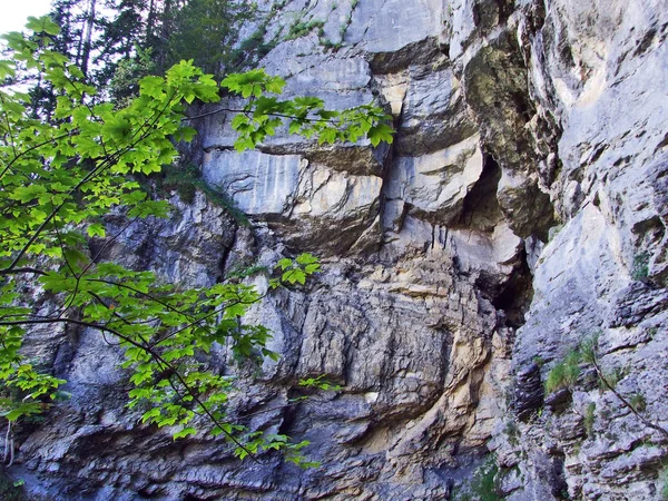 Stenen Rotsen Het Bosgebied Van Braunwald Kanton Glarus Zwitserland — Stockfoto