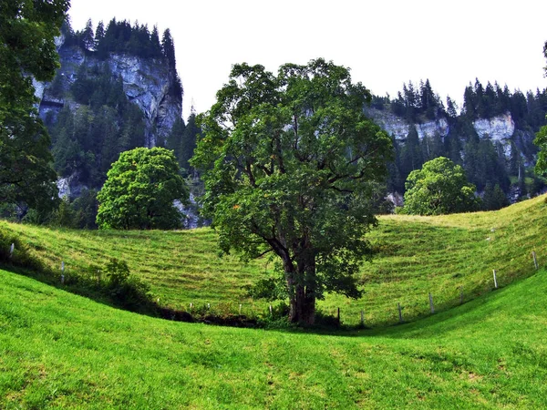Fotogenická Pastviny Kopců Braunwald Lesní Oblast Kanton Glarus Švýcarsko — Stock fotografie
