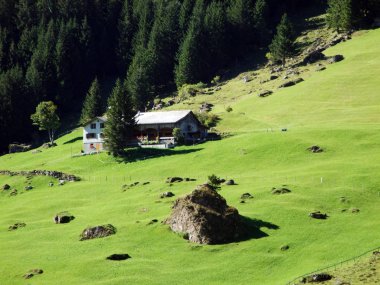 Ahır ve sığır çiftlikleri mera Urner Boden Vadisi - Canton Uri, İsviçre