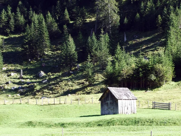 Stallen Boerderijen Runderen Weiden Van Urner Boden Vallei Kanton Uri — Stockfoto