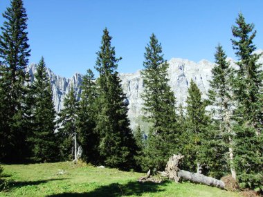 İğne yapraklı ormanlar alp Vadisi Urner Boden - Canton Uri, İsviçre
