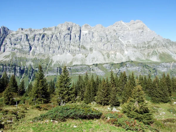 Barrskogar Alpine Valley Urner Boden Canton Uri Schweiz — Stockfoto