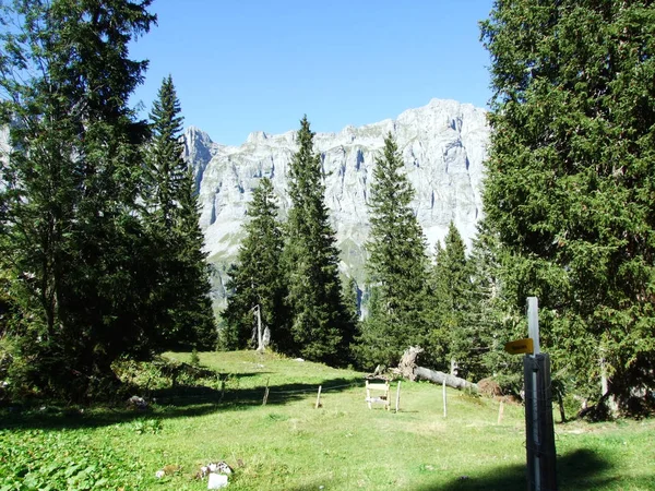 Bosques Coníferas Valle Alpino Urner Boden Cantón Uri Suiza —  Fotos de Stock