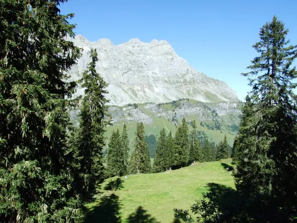 Naaldbossen Het Alpine Valley Urner Boden Kanton Uri Zwitserland — Stockfoto