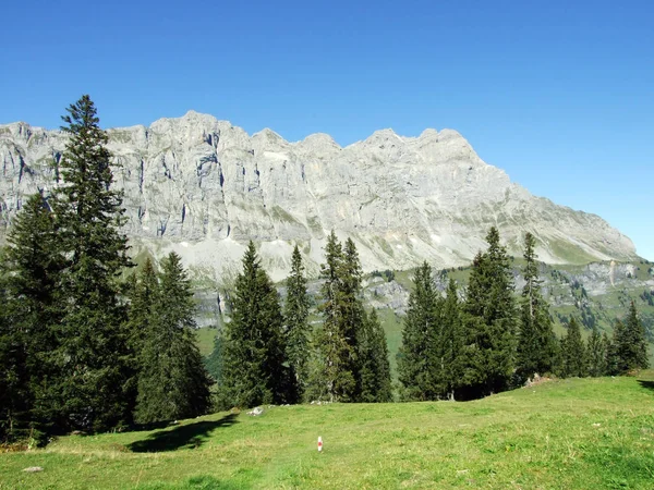 Barrskogar Alpine Valley Urner Boden Canton Uri Schweiz — Stockfoto