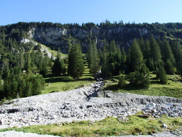 Barrskogar Alpine Valley Urner Boden Canton Uri Schweiz — Stockfoto