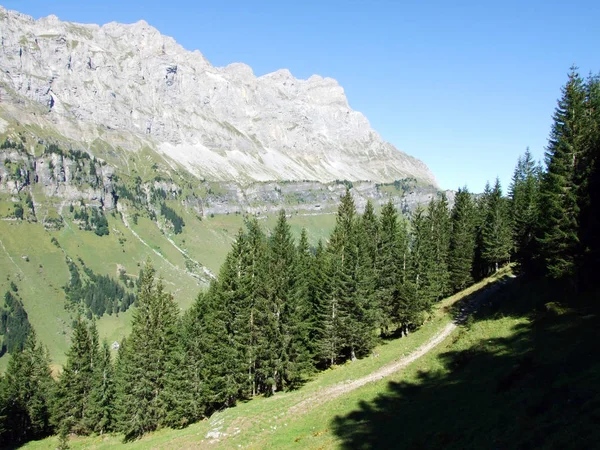 Forêts Conifères Dans Vallée Alpine Urner Boden Canton Uri Suisse — Photo