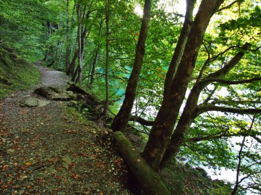 Alp Gölü Klontalersee - Canton Glarus, Switzerland yakınındaki orman