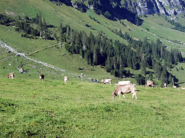 Alpine Mountain Valley Seasonal Pastures Cattle Breeding Urner Boden Canton — Stock Photo, Image