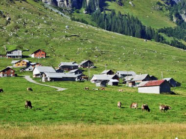Ahır ve sığır çiftlikleri mera Urner Boden Vadisi - Canton Uri, İsviçre