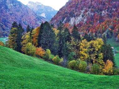 Sonbahar duygu otlak ve çayır düşündüklerini Nehri Vadisi - Canton St. Gallen, İsviçre