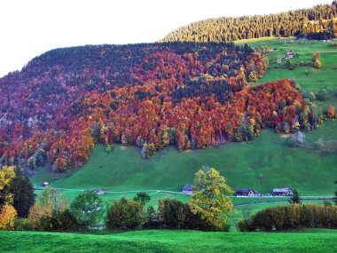 Sonbahar duygu otlak ve çayır düşündüklerini Nehri Vadisi - Canton St. Gallen, İsviçre