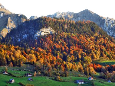 Per Nehri Vadisi - Canton St. Gallen, İsviçre eteklerinde sonbahar orman