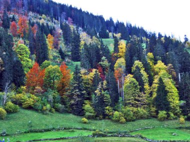 Per Nehri Vadisi - Canton St. Gallen, İsviçre eteklerinde sonbahar orman