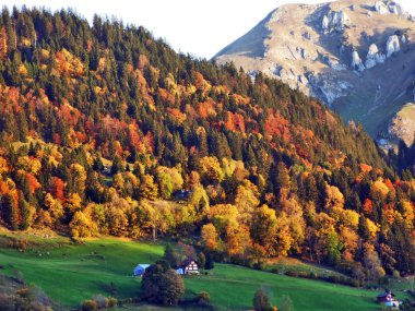 Per Nehri Vadisi - Canton St. Gallen, İsviçre eteklerinde sonbahar orman