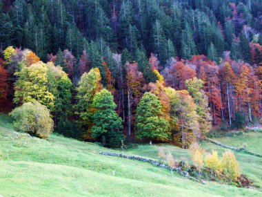 Per Nehri Vadisi - Canton St. Gallen, İsviçre eteklerinde sonbahar orman