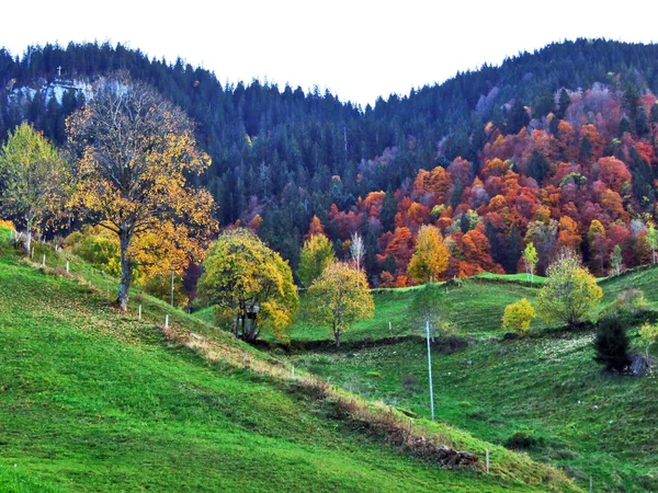 Herbststimmung Auf Den Weiden Und Wiesen Des Flusstals Von Thur — Stockfoto