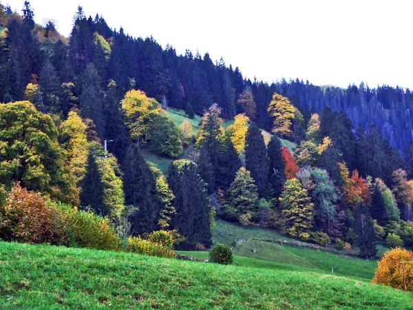 Forêt Automne Sur Les Pentes Vallée Rivière Thur Canton Saint — Photo