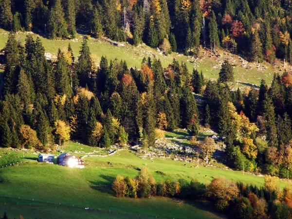 Forêt Automne Sur Les Pentes Vallée Rivière Thur Canton Saint — Photo