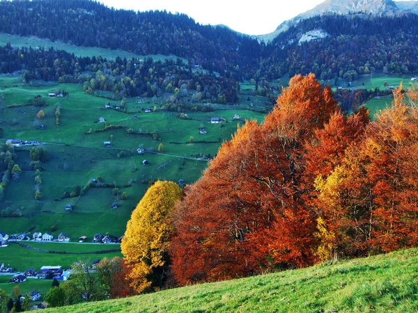 图尔河谷山坡上的秋林 瑞士圣加仑州 — 图库照片