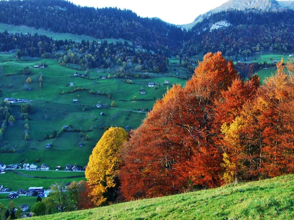 Hösten Skogen Sluttningarna Tor River Valley Kantonen Gallen Schweiz — Stockfoto