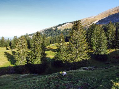 Dağ Churfirsten - Canton St. Gallen, İsviçre altında plato üzerinde yaprak dökmeyen ağaçlar