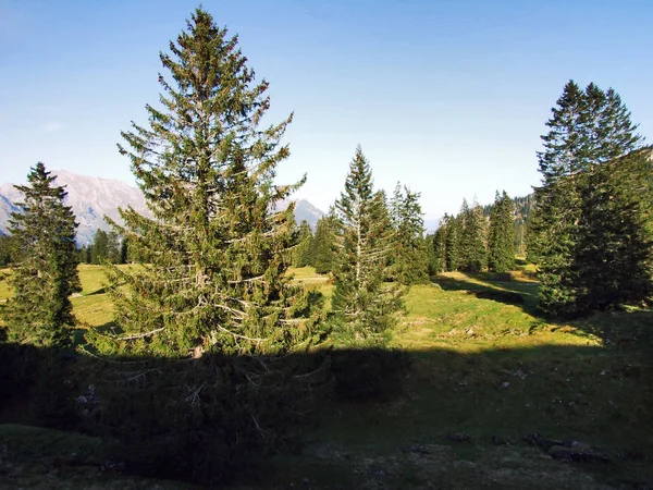Árboles Siempreverdes Meseta Bajo Las Cadenas Montañosas Churfirsten Cantón Gallen — Foto de Stock