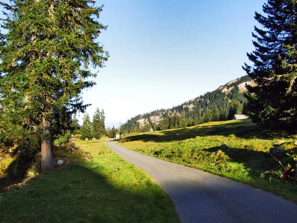 Immergrüne Bäume Auf Dem Plateau Unterhalb Der Bergketten Churfirsten Kanton — Stockfoto