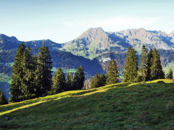 Árboles Siempreverdes Meseta Bajo Las Cadenas Montañosas Churfirsten Cantón Gallen — Foto de Stock