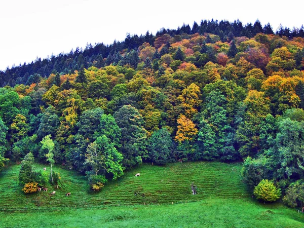 牧草地と木川渓谷 ザンクト ガレンのカントン スイス連邦共和国の丘の秋の雰囲気 — ストック写真