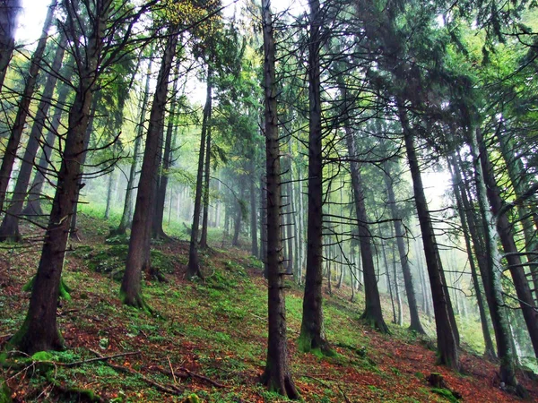 Осенние Цвета Лесах Альпштайна Долины Реки Тур Кантон Санкт Галлен — стоковое фото