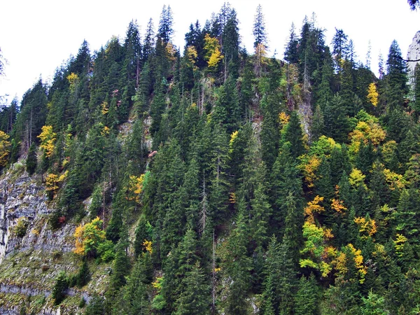 Sonbahar Renkleri Ormanlarda Alpstein Sıradağları Düşündüklerini Nehri Vadisi Canton Gallen — Stok fotoğraf