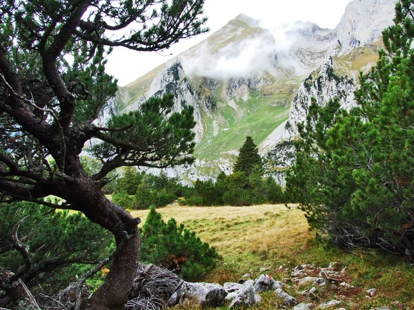 Colores Otoño Los Bosques Cordillera Alpstein Valle Del Río Thur —  Fotos de Stock