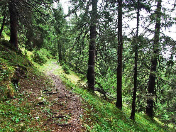 Kolory Jesieni Lasach Alpstein Pasmo Górskie Doliny Rzeki Thur Kantonu — Zdjęcie stockowe