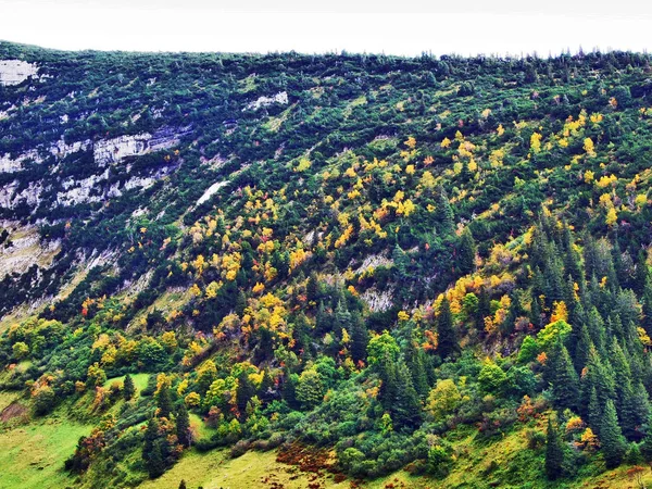 Couleurs Automnales Dans Les Forêts Chaîne Montagnes Alpstein Vallée Rivière — Photo