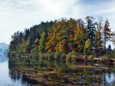 Ani için bir geçiş sonbahar kış alanında kanyonun bakıcısı nehir ve rezervuar Gubsensee - Canton St. Gallen, İsviçre