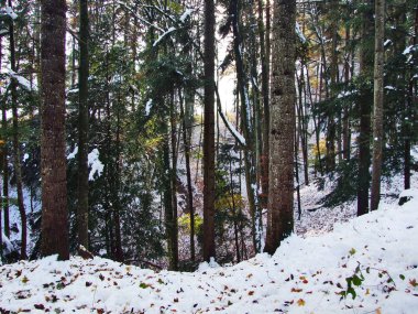 Ani için bir geçiş sonbahar kış alanında kanyonun bakıcısı nehir ve rezervuar Gubsensee - Canton St. Gallen, İsviçre