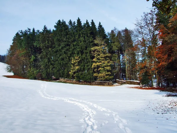 Improvviso Passaggio Dall Autunno All Inverno Nella Zona Del Canyon — Foto Stock