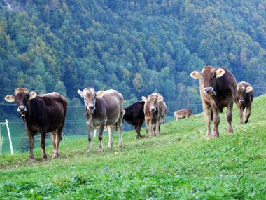 İnekler düşündüklerini Nehri Vadisi - Canton St. Gallen, İsviçre eteklerinde