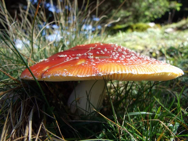 Svamp Betesmarker Och Skogarna Churfirsten Bergskedja Kantonen Sankt Gallen Schweiz — Stockfoto